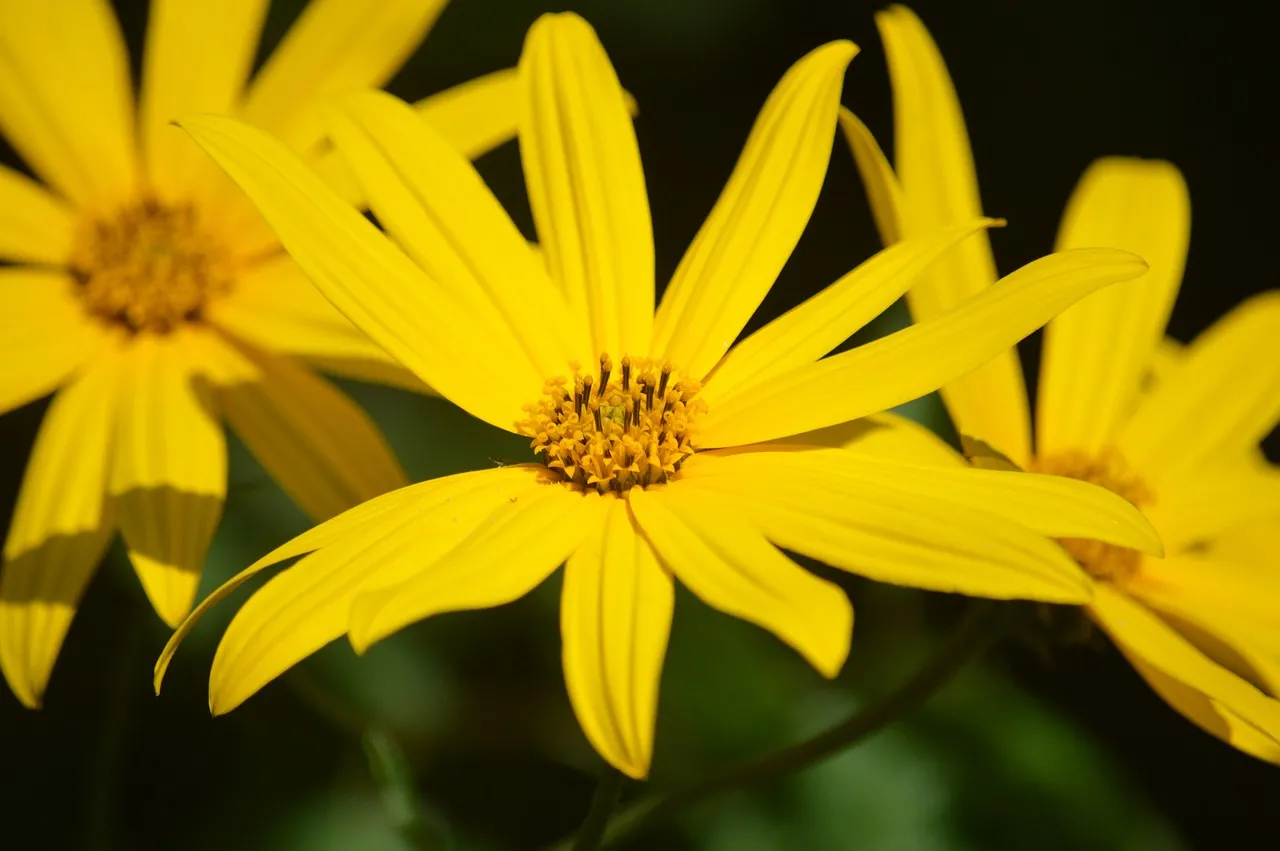 Vibrant Yellow Jerusalem Artichoke Blooms