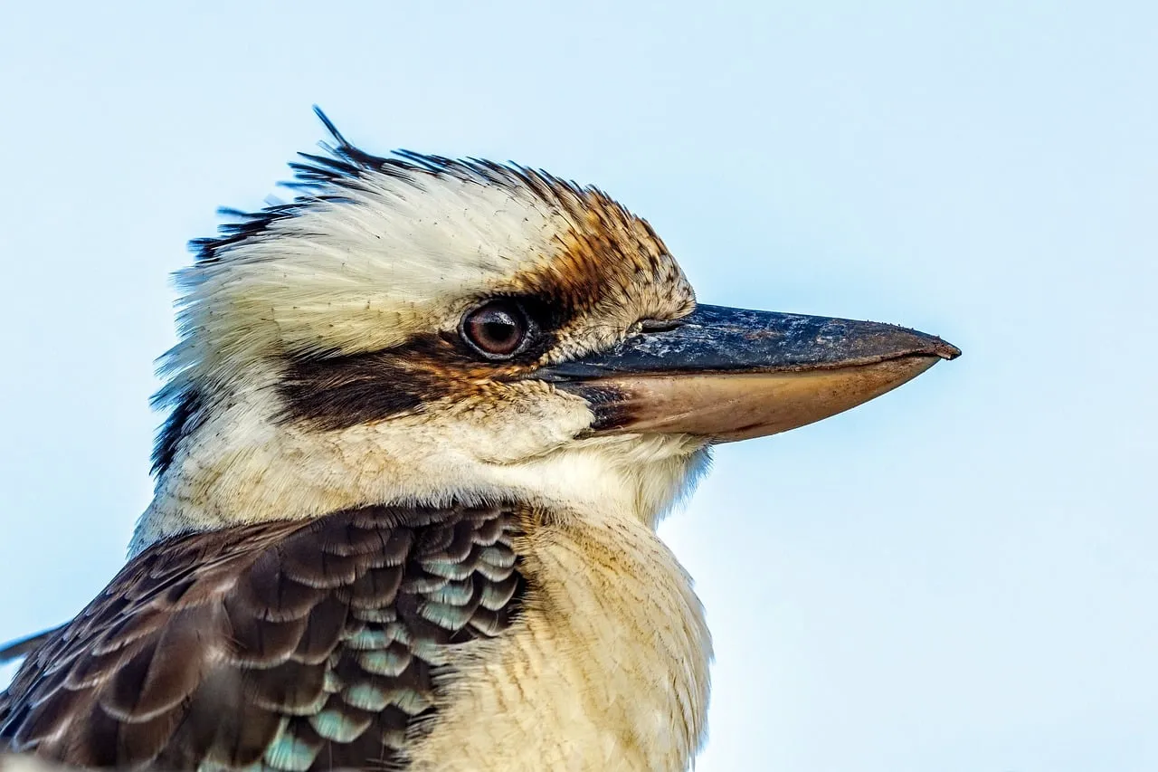 Majestic Kookaburra Close-up: Australian Wildlife Portrait