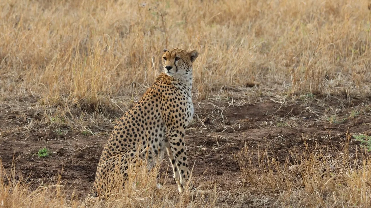 Majestic Cheetah Surveys Savanna: The Fastest Predator's Vigilant Watch