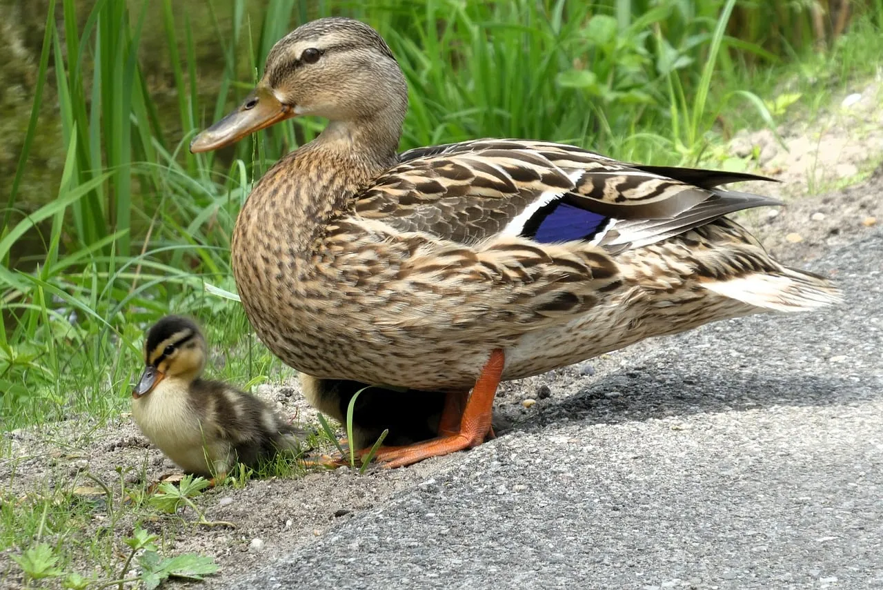 Tender Spring: A Mother Duck and Her Adorable Duckling