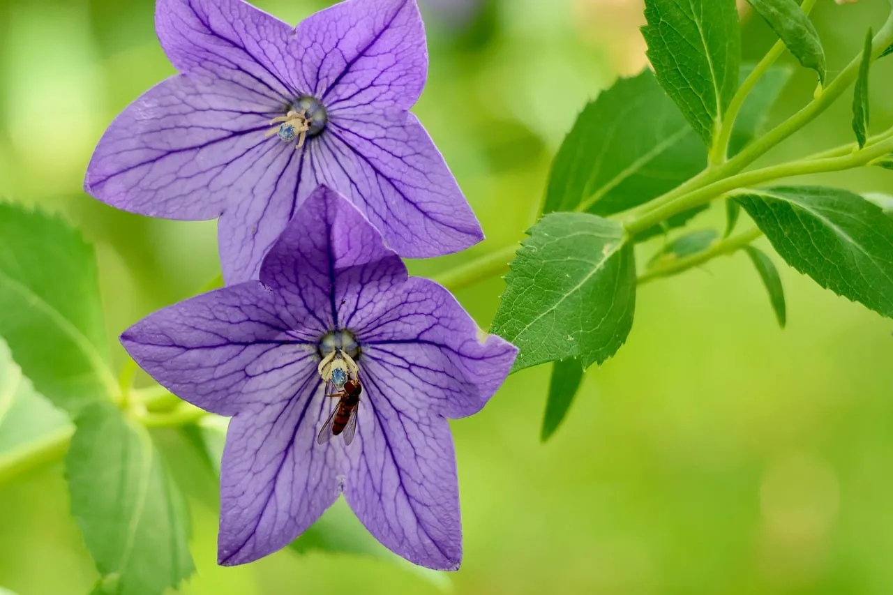 Vibrant Purple Bellflowers: Nature's Summer Embrace with an Insect Visitor