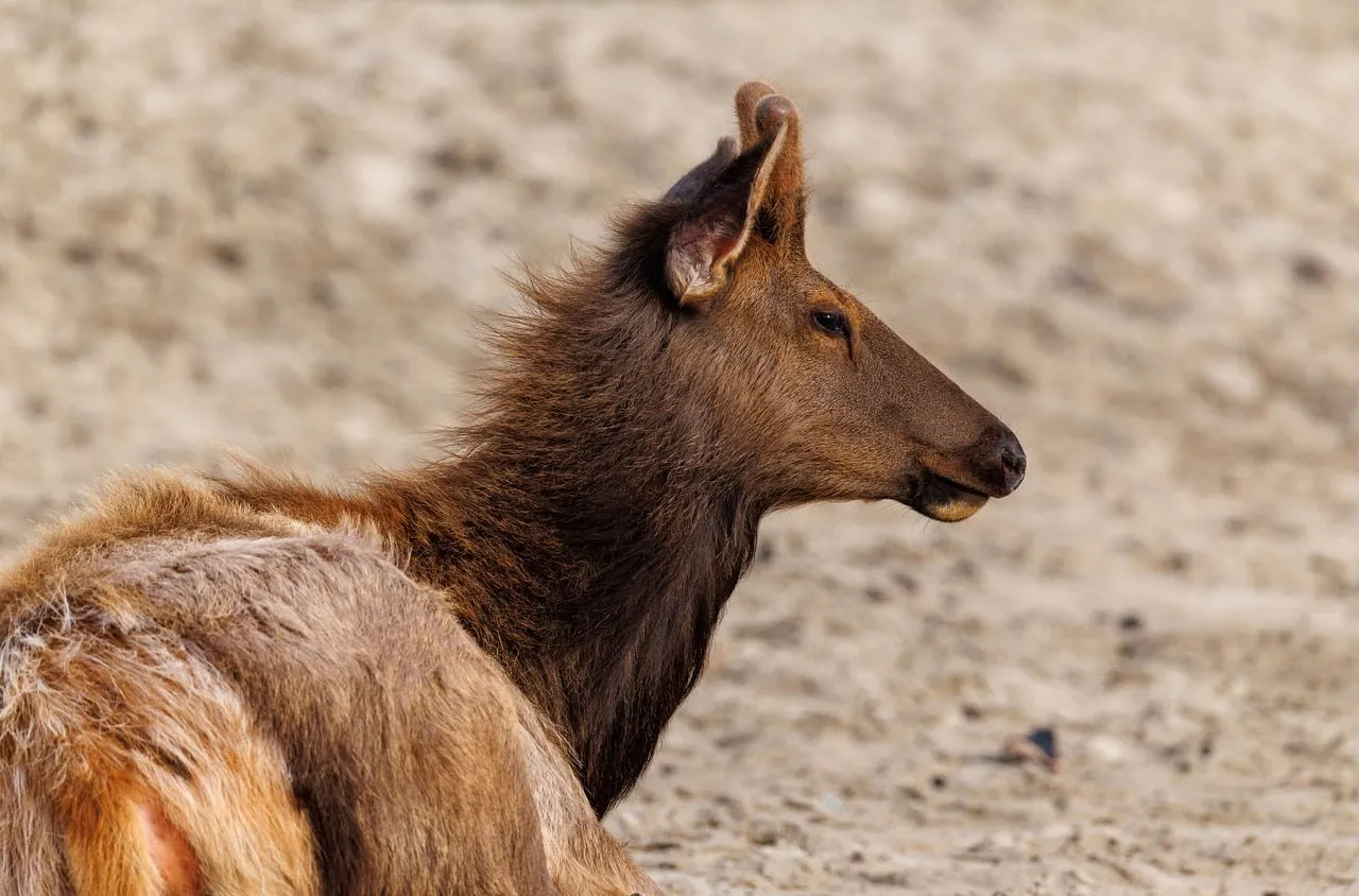 Majestic Elk Rests on Oregon Coast: A Wildlife Close-up