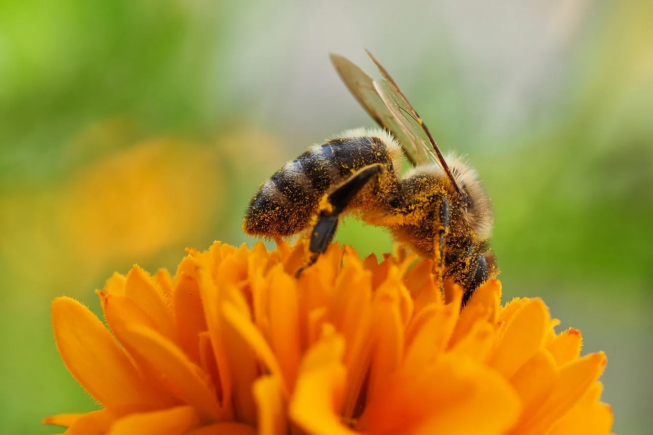 Vibrant Macro: Busy Bee Pollinating a Brilliant Orange Flower