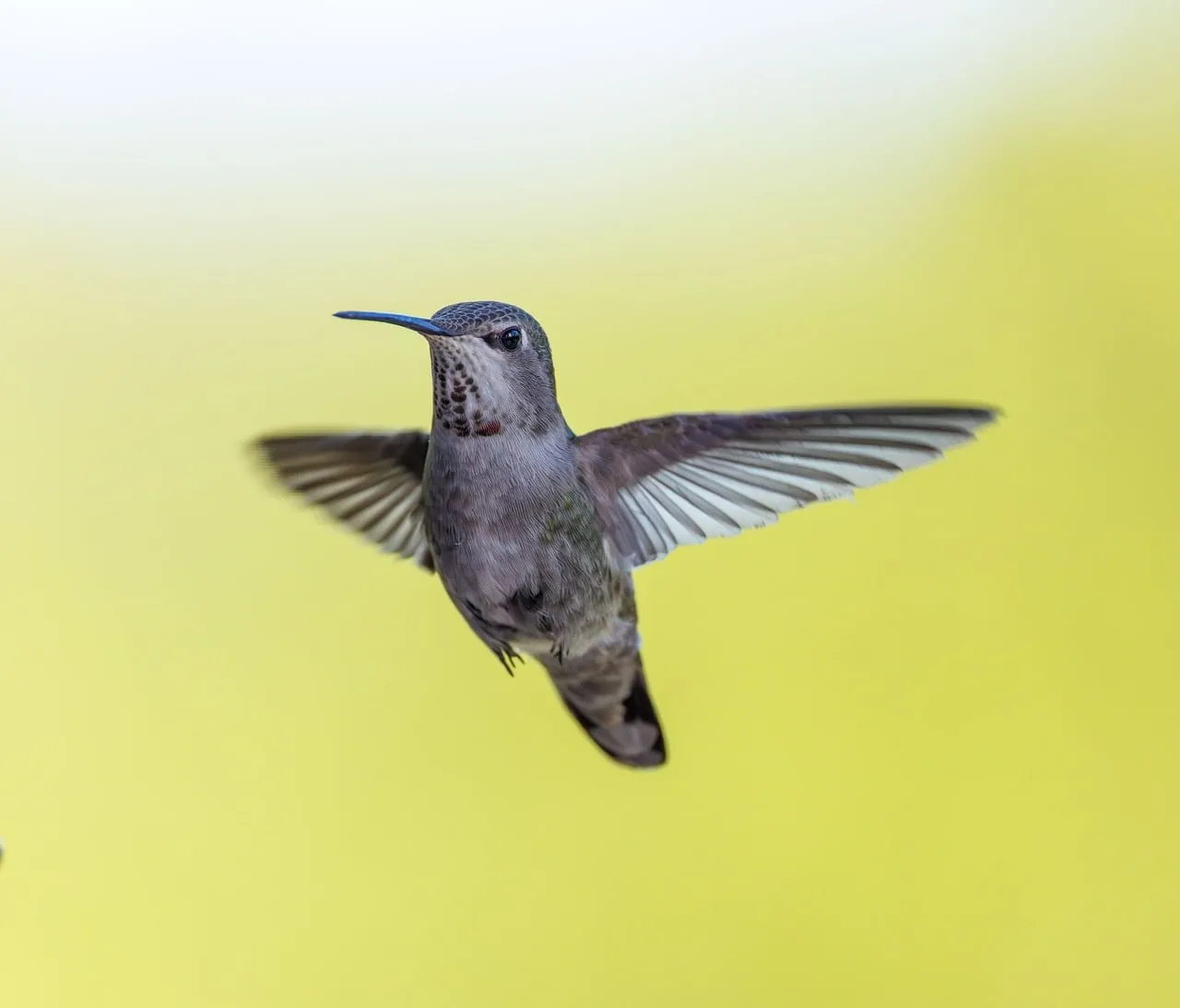 Stunning Anna's Hummingbird in Flight Against Yellow Backdrop