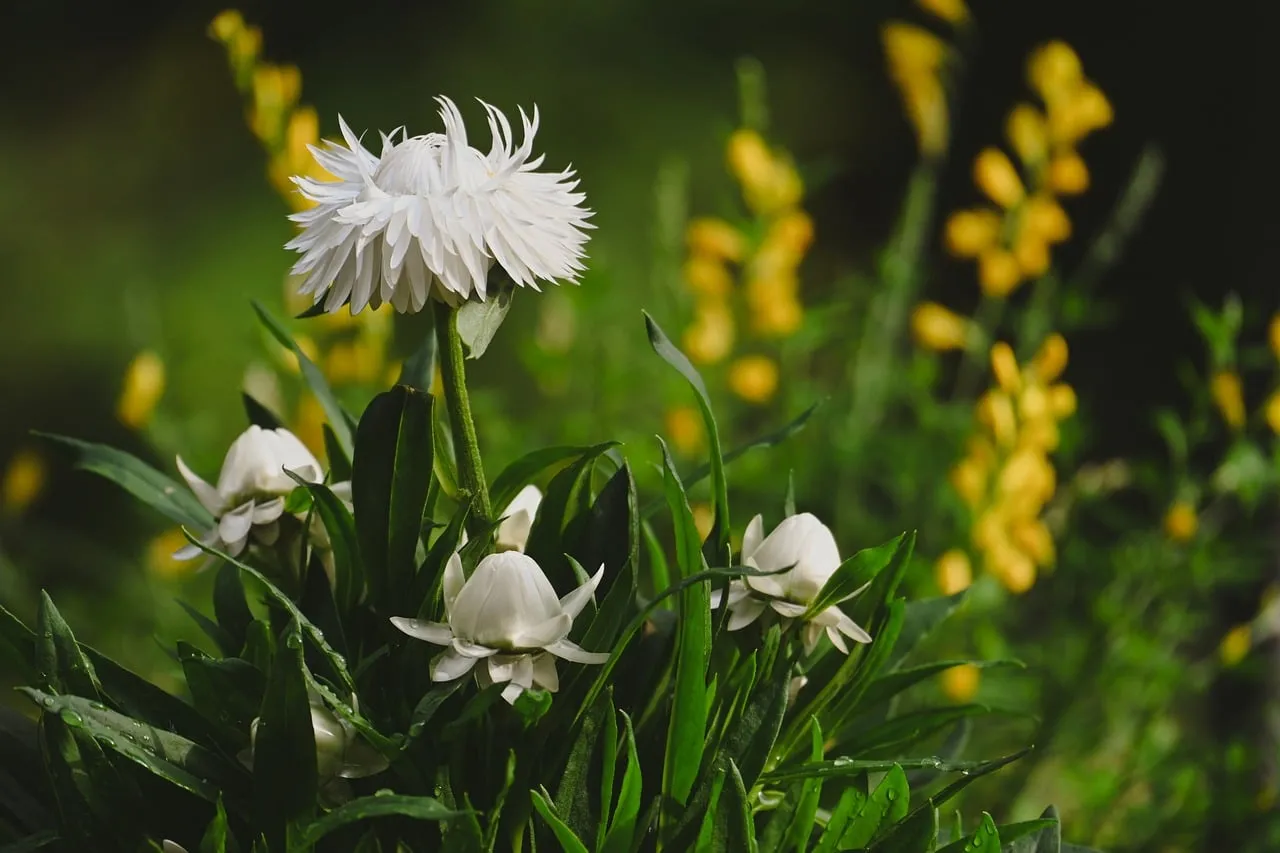 Stunning White Wildflowers: A Serene Garden Escape