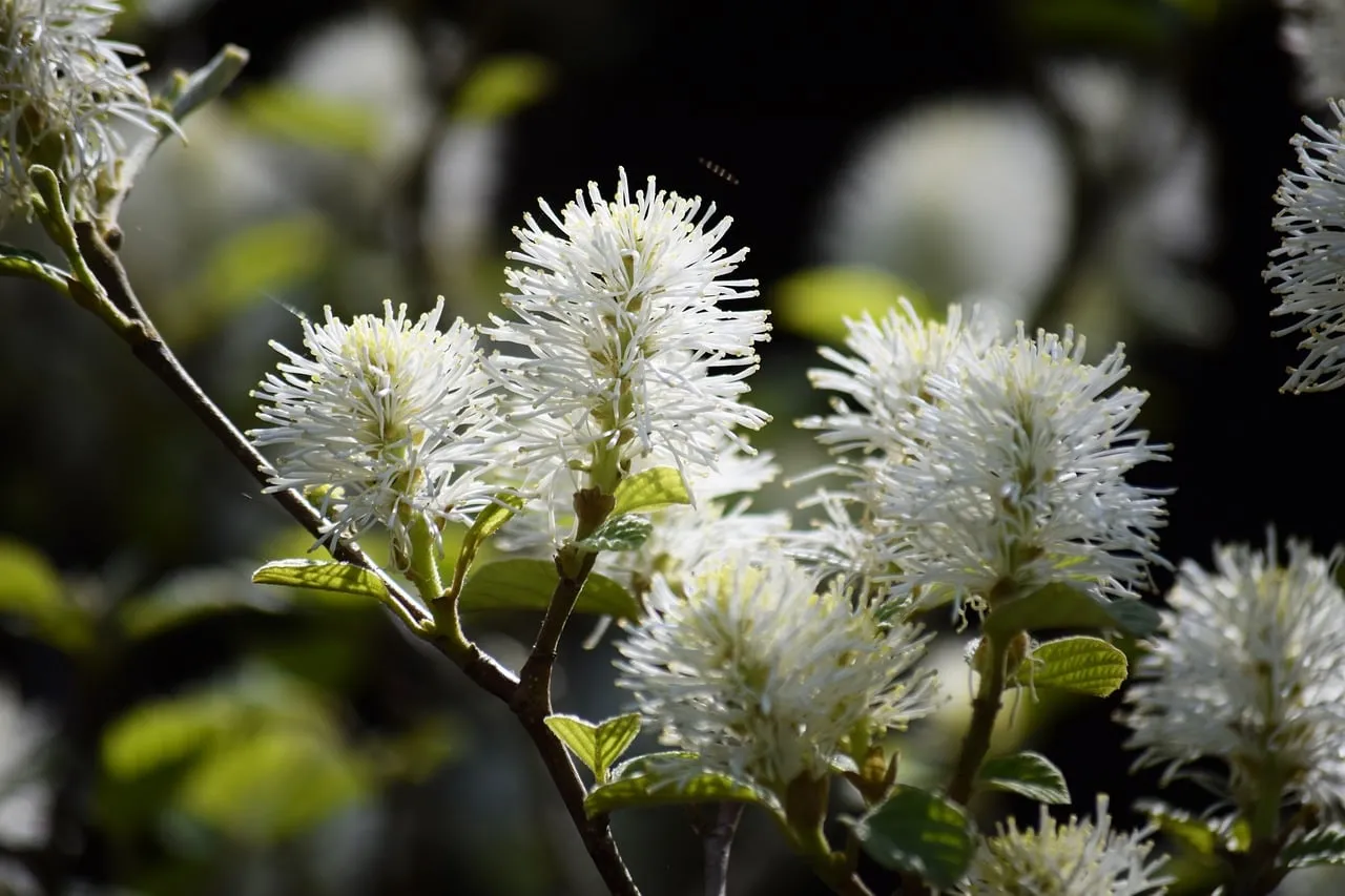 Stunning White Spring Blossoms: A Macro View of Nature's Renewal
