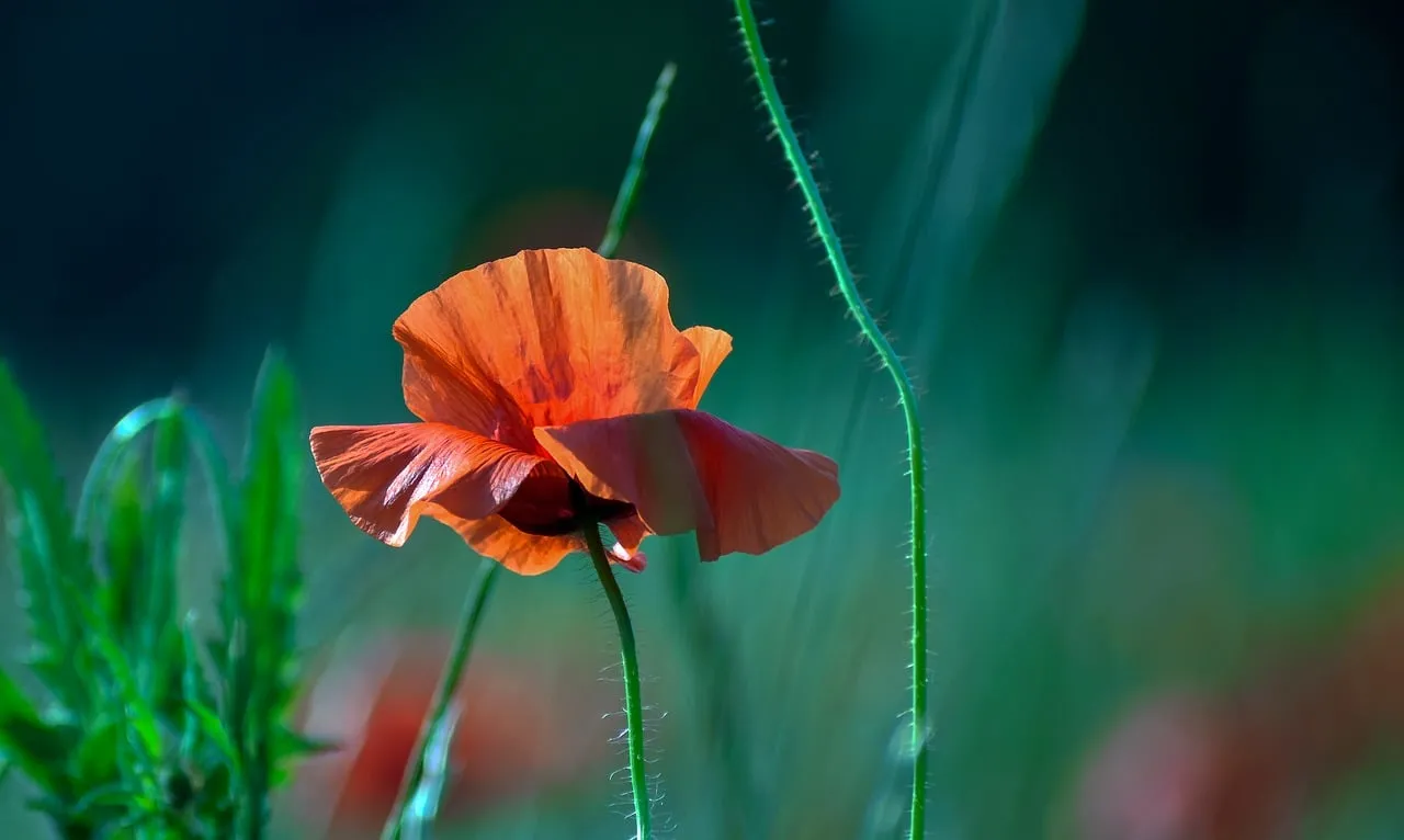 Vibrant Poppy Bloom: Nature's Fiery Embrace
