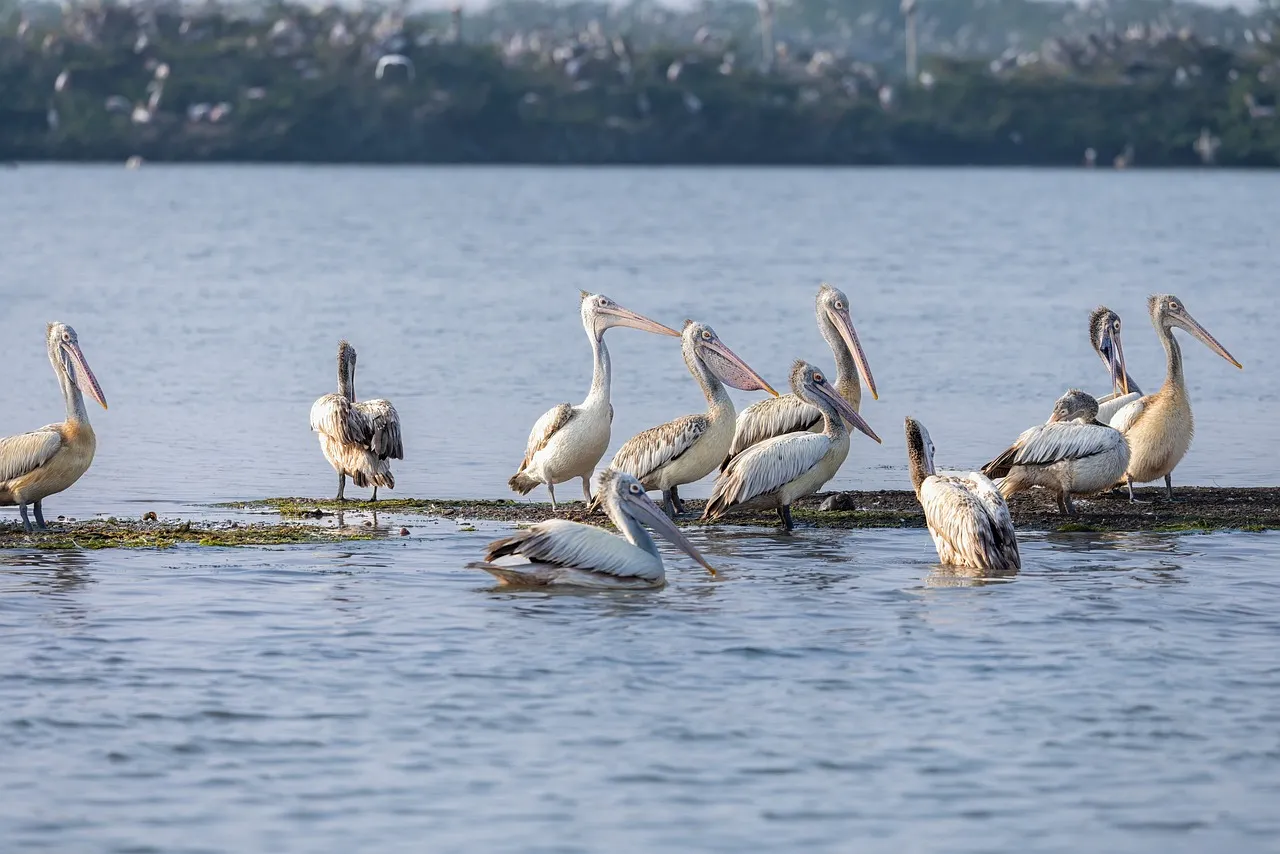 Majestic Pelicans Gather: A Serene Wildlife Water Scene