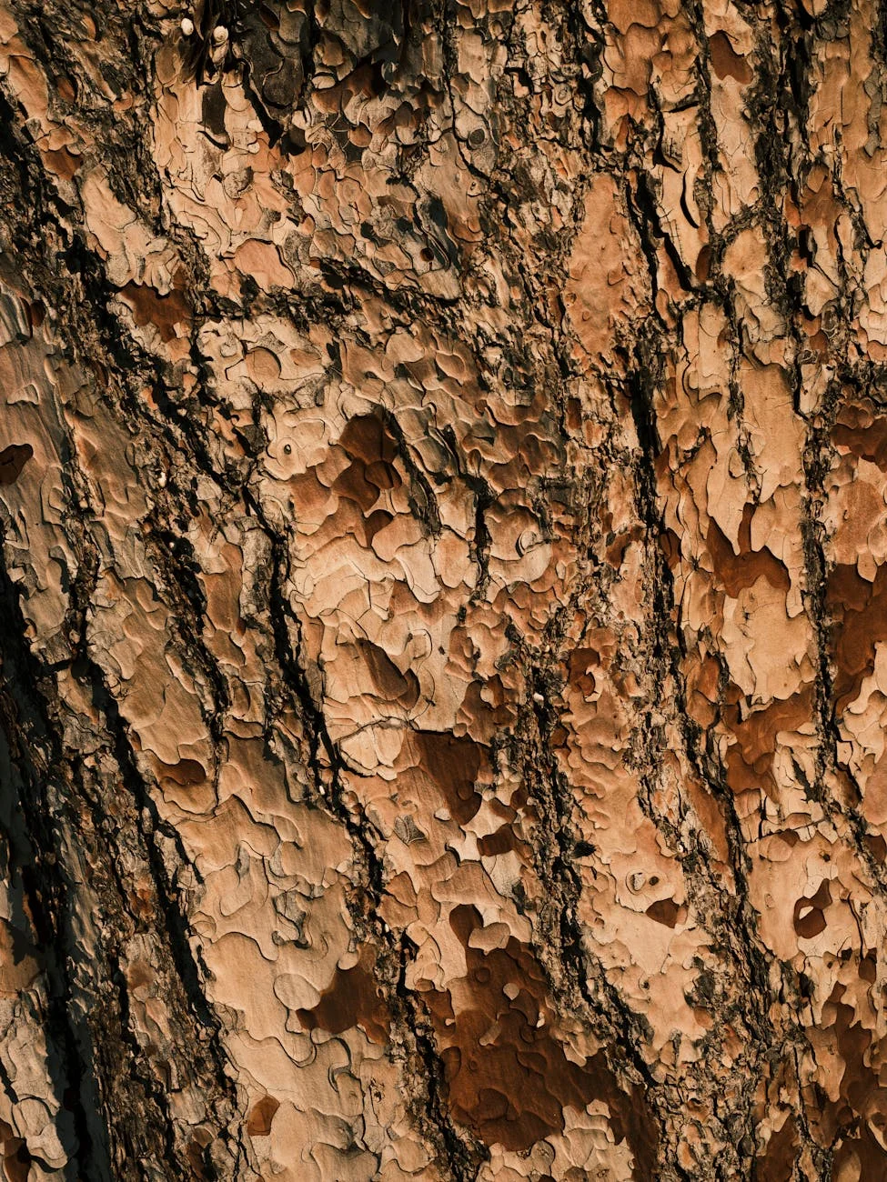 Rustic Bark Texture: Nature's Intricate Canvas Up Close
