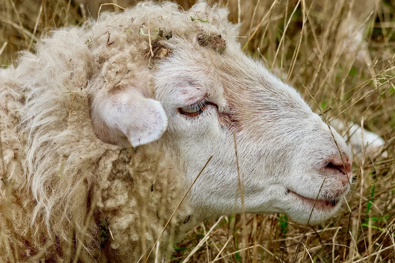 Serene Woolly Sheep Resting in Golden Meadow