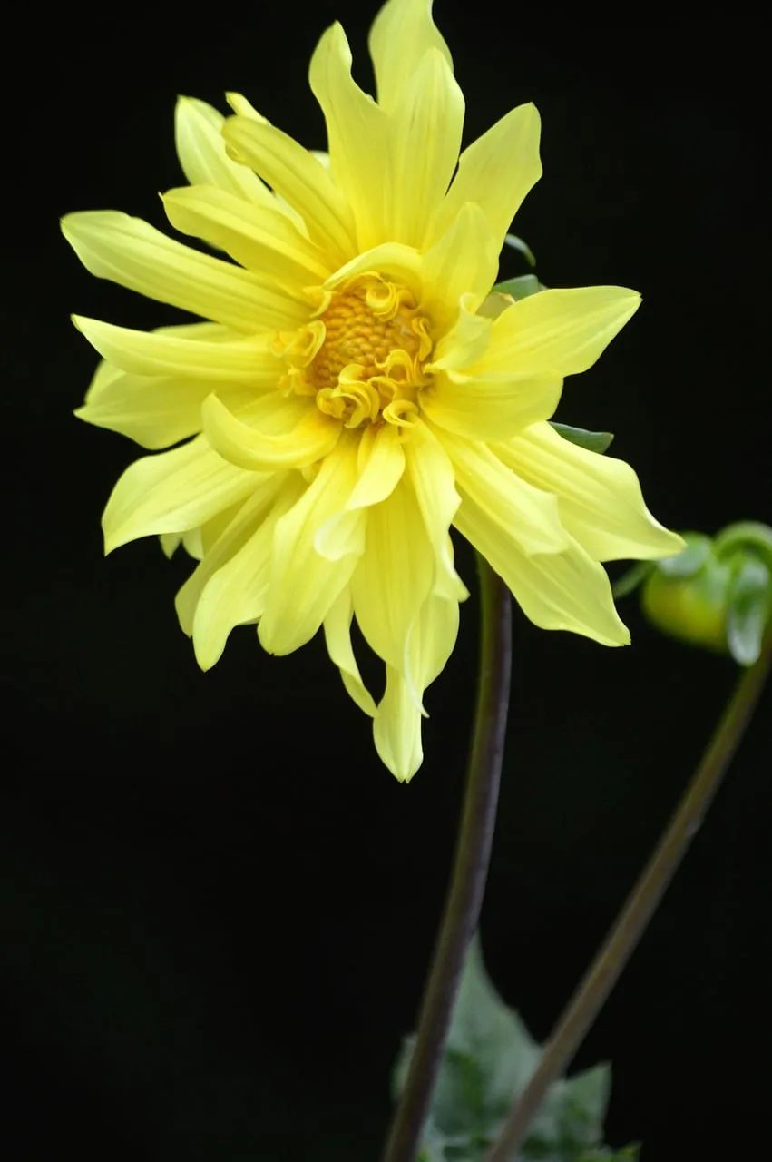 Vibrant Yellow Dahlia: A Summer Blossom on Black