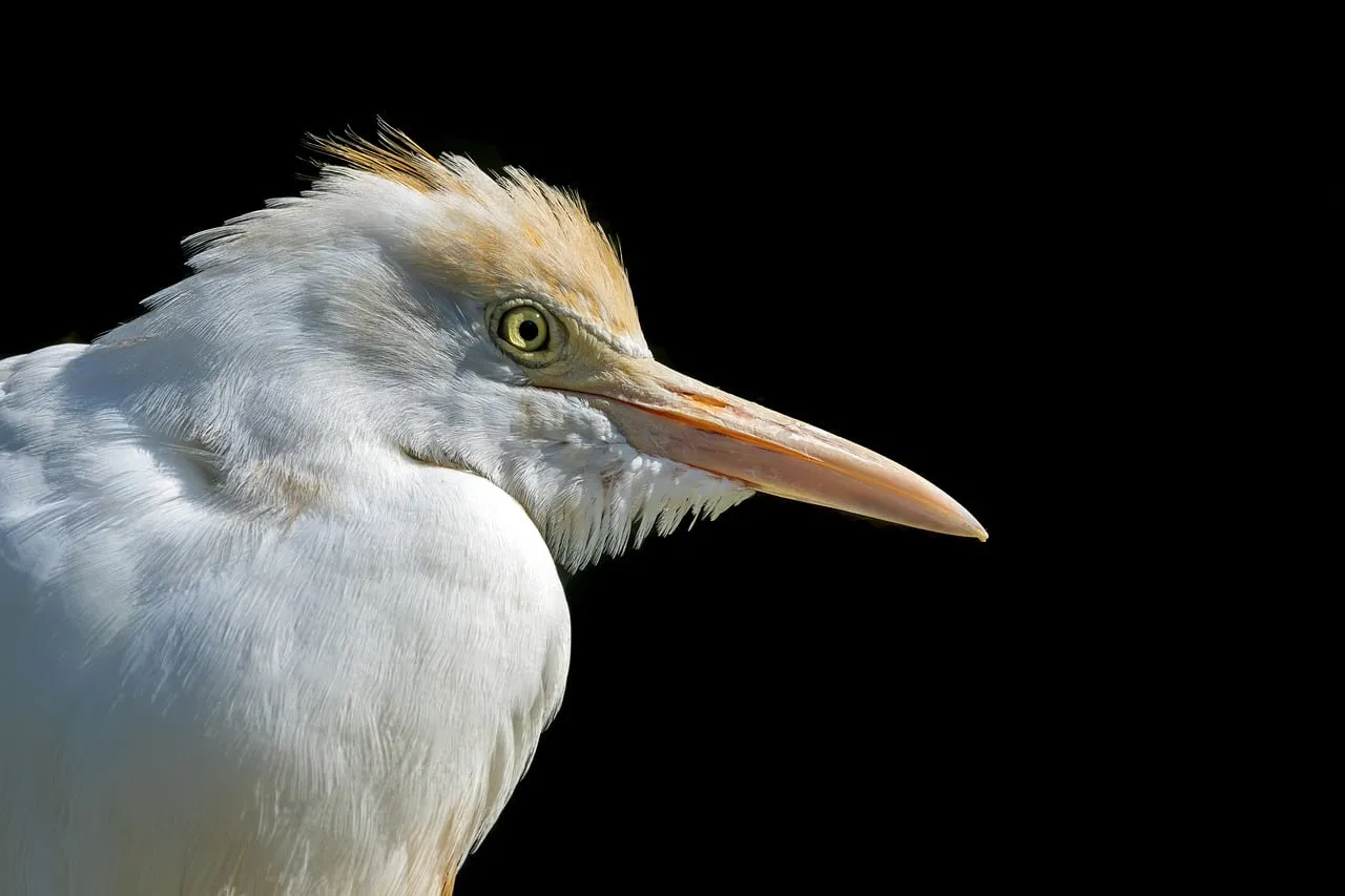 Stunning Egret Portrait: Majestic Wildlife Close-Up