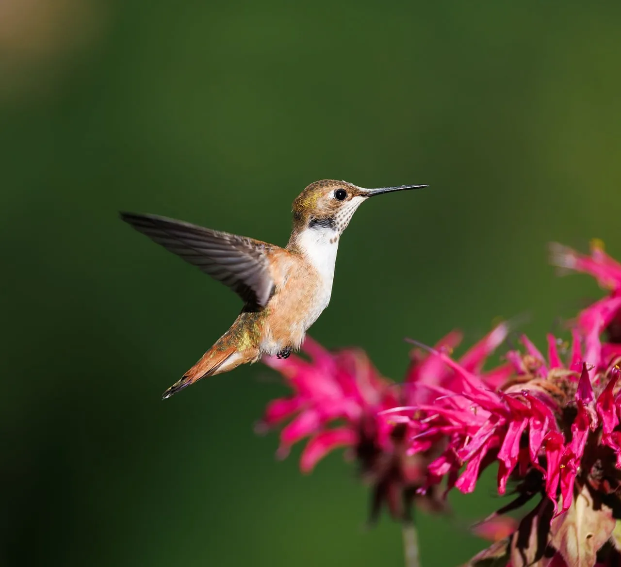 Vibrant Hummingbird Sips Nectar from a Magenta Bloom