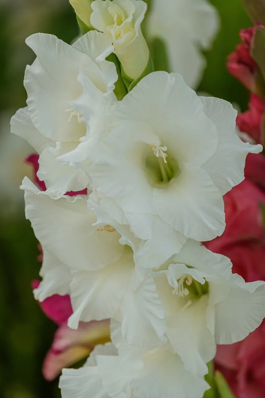 Stunning White Gladiolus: Pure Elegance in Bloom