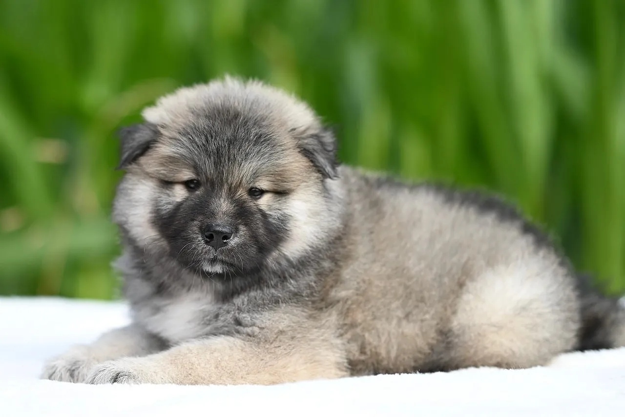 Adorable Fluffy Eurasier Puppy Resting Outdoors