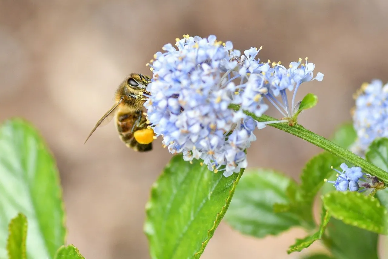 Breathtaking Macro: Bee Pollinating Delicate California Lilac
