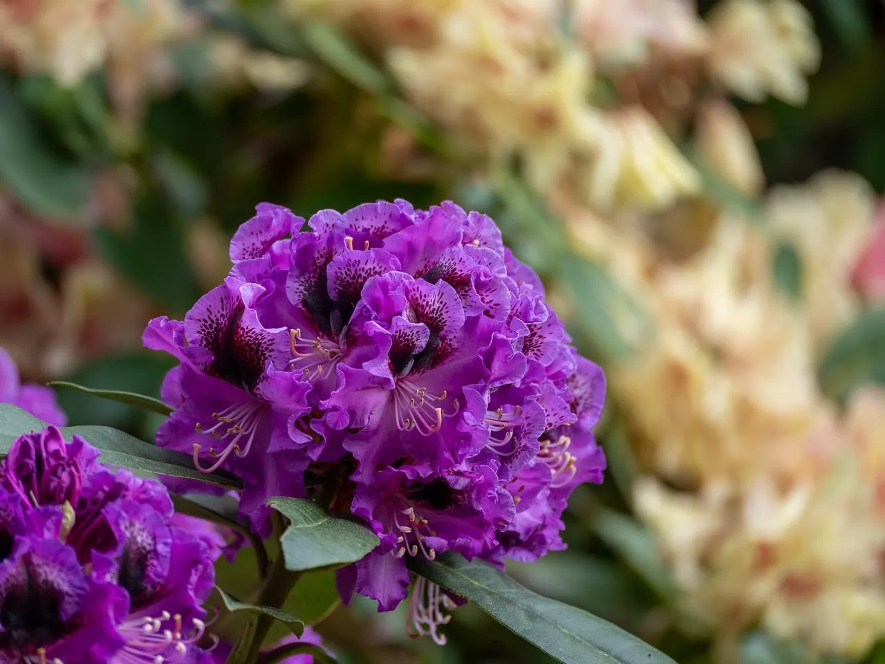 Vibrant Purple Rhododendron Bloom in Spring Garden