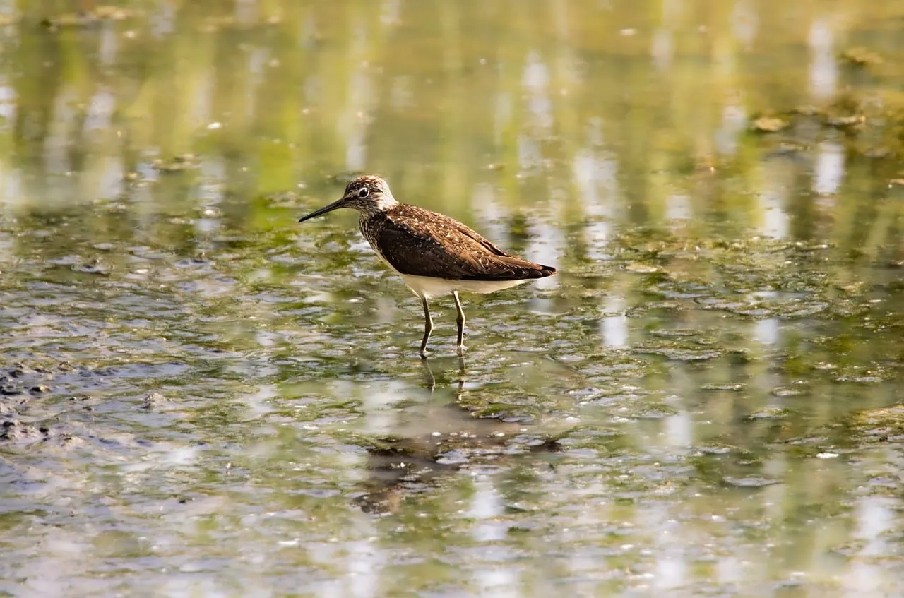 Graceful Wader: Bird Foraging in Serene Wetland Waters