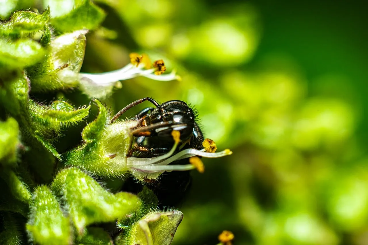 Stunning Macro: Wasp Immersed in Vibrant Green Flower