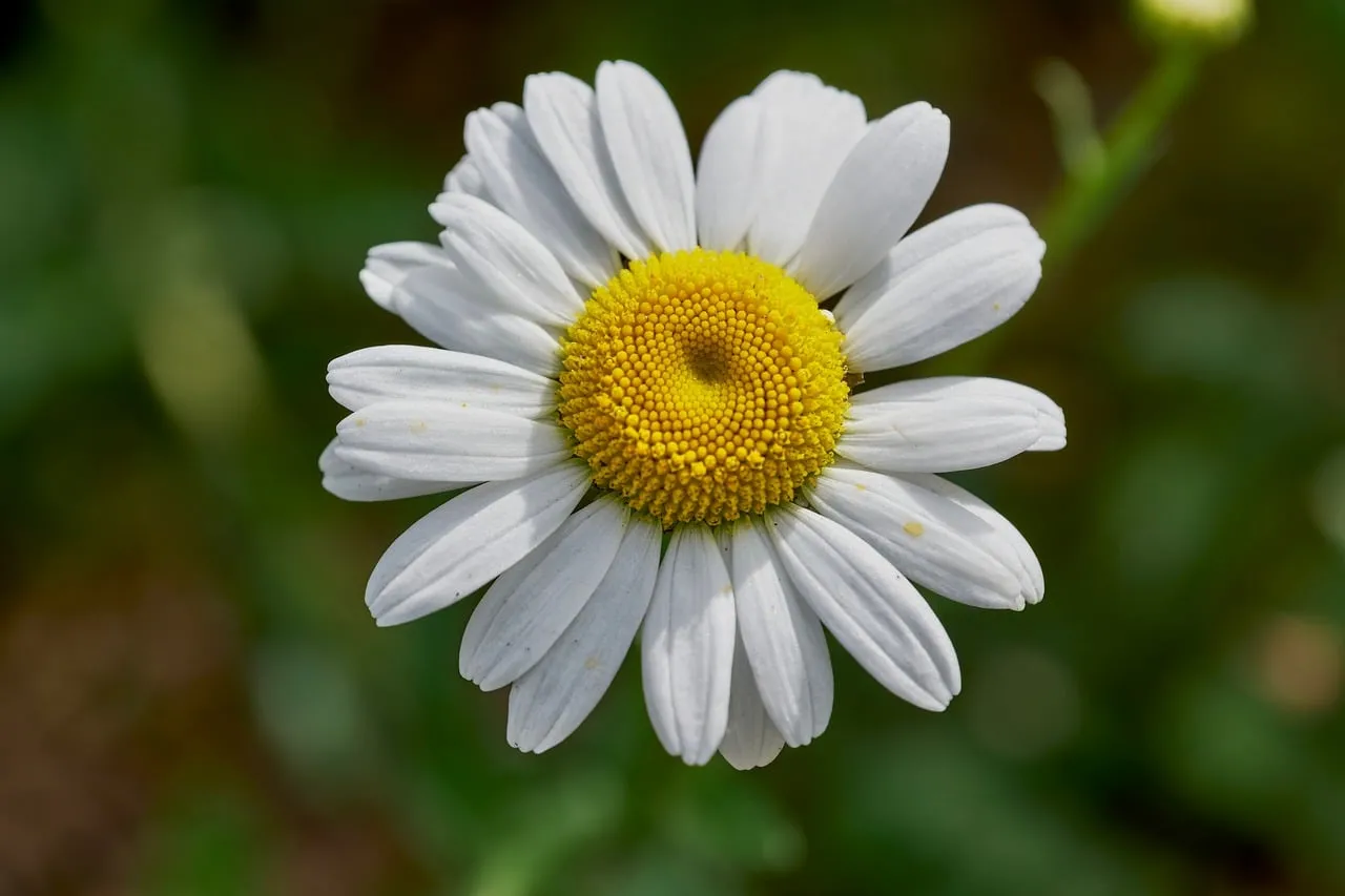 Vibrant Oxeye Daisy: Nature's Macro Beauty in Spring