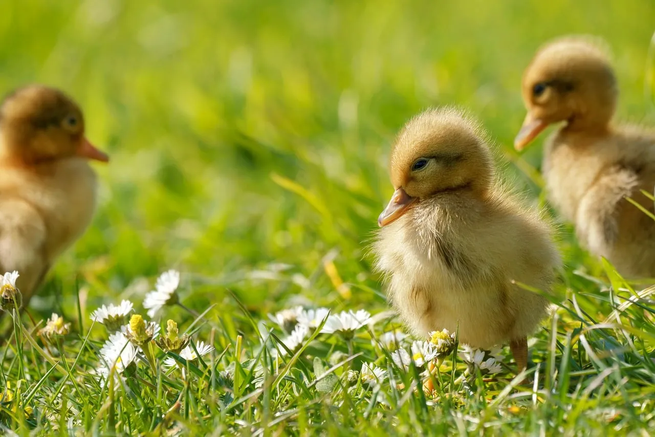 Adorable Ducklings Explore a Golden Spring Meadow