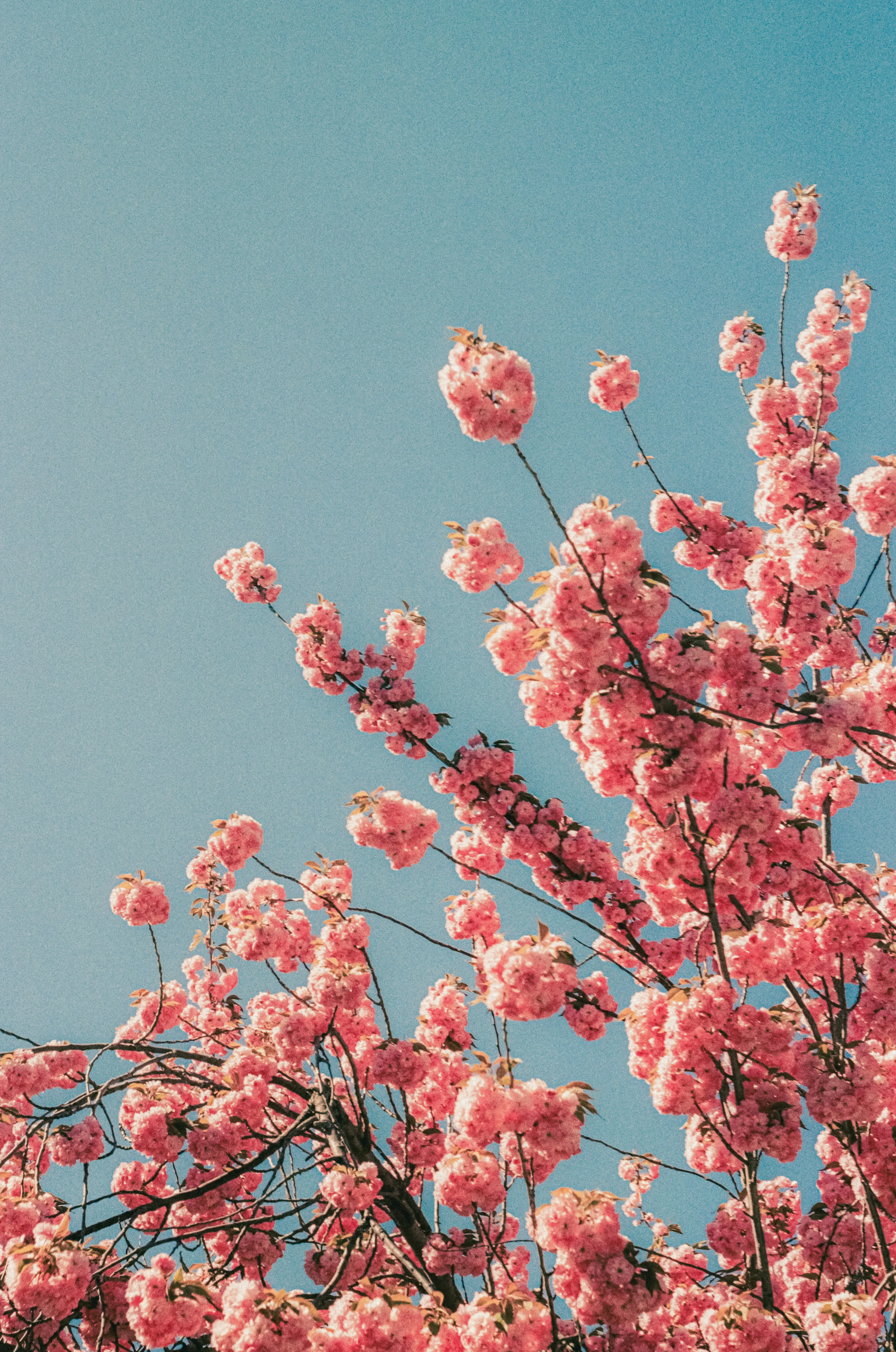 Vibrant Pink Blooms Against a Serene Blue Sky