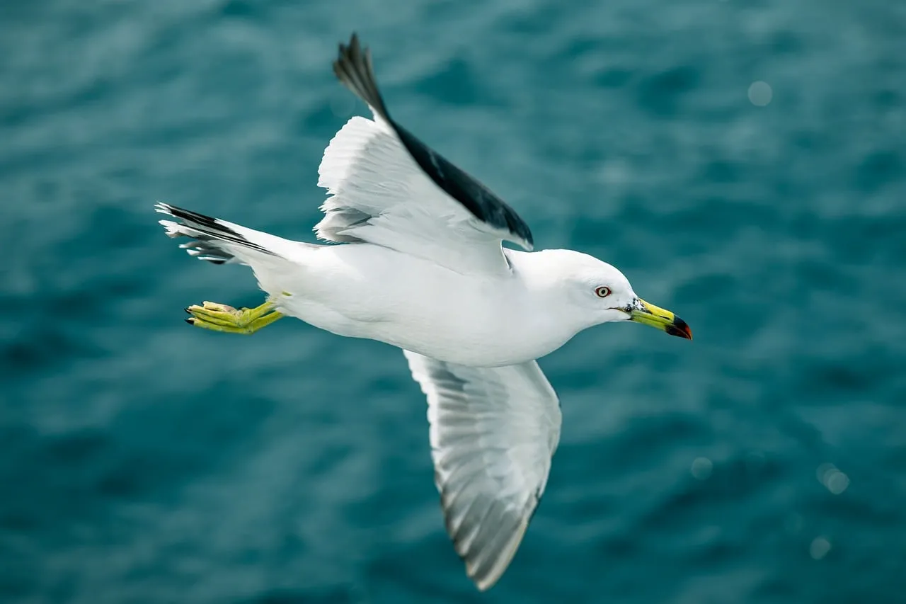 Graceful Ocean Glider: A Seagull's Majestic Flight