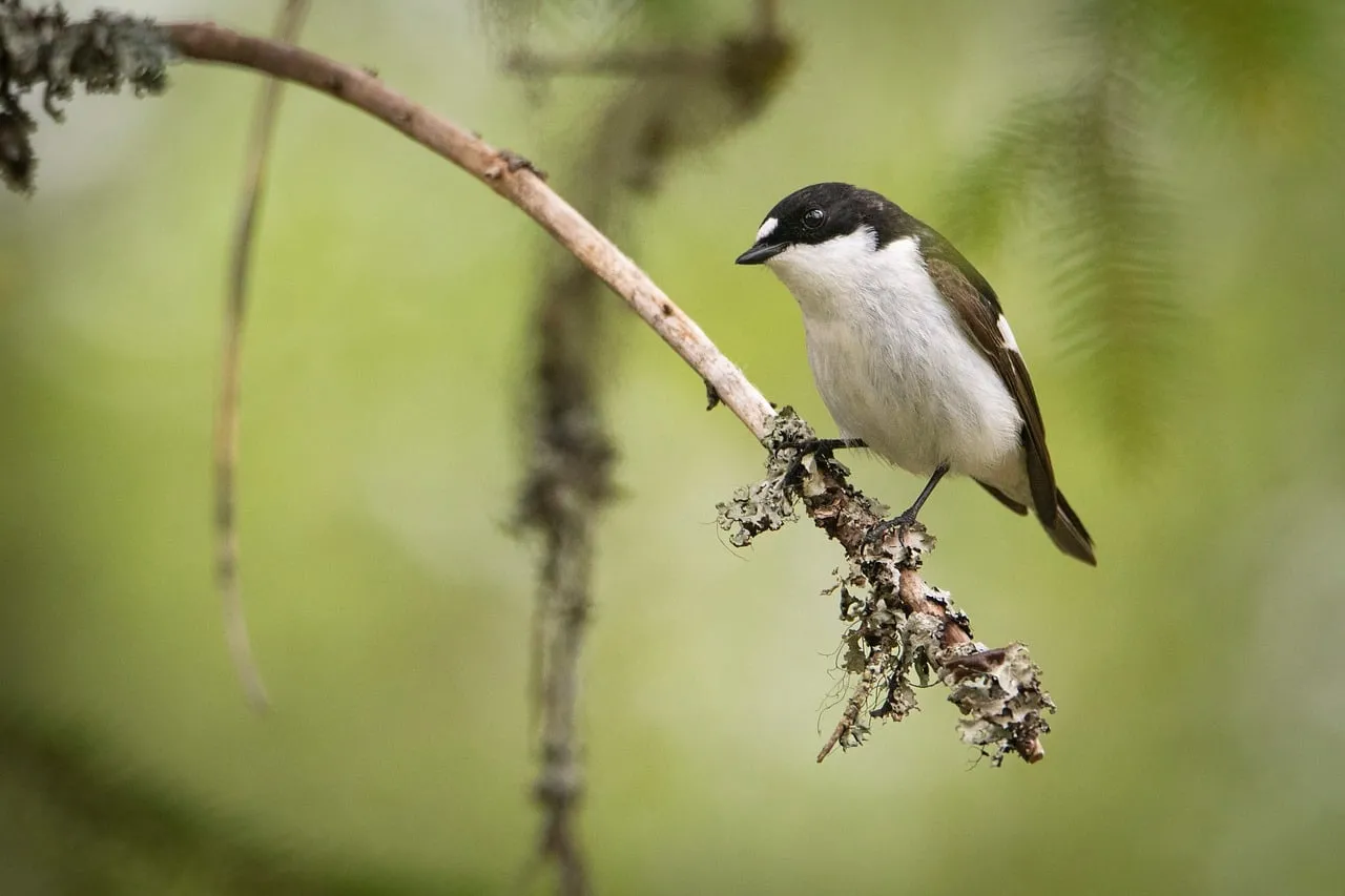 Stunning Flycatcher: A Close-up in its Natural Habitat
