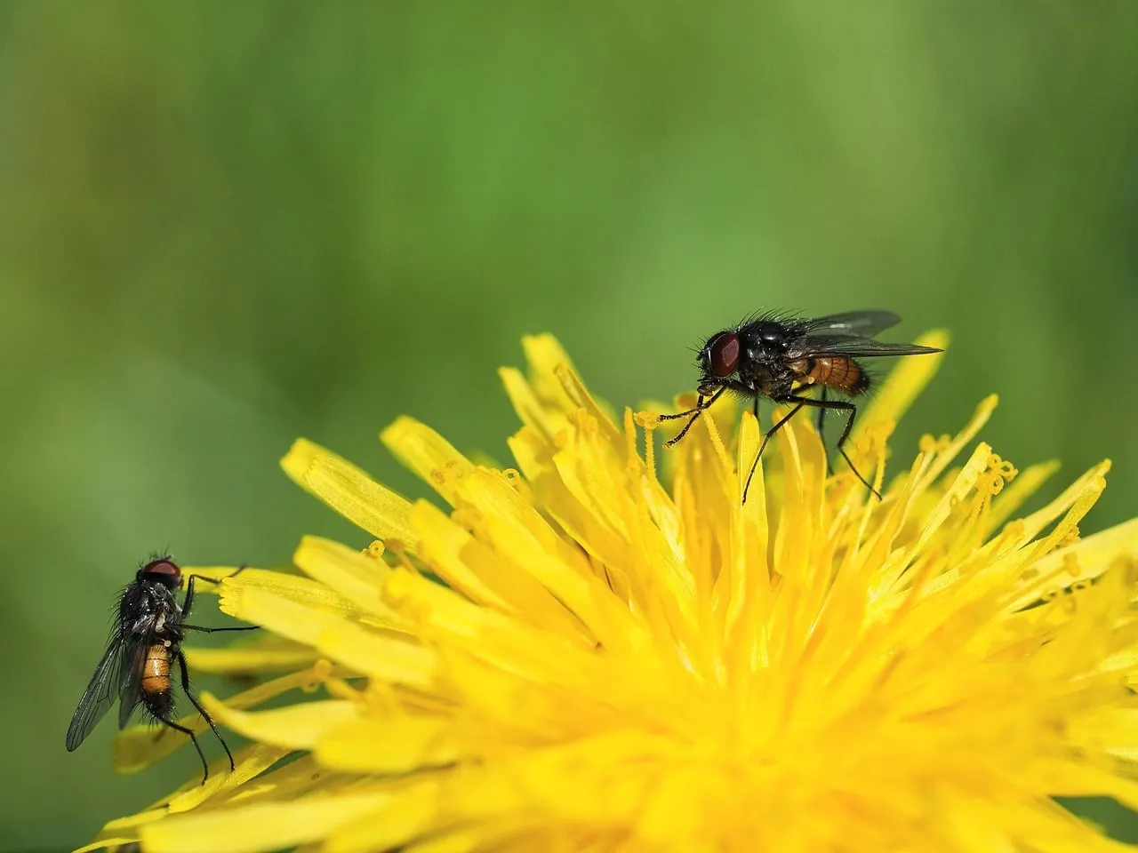 Vibrant Macro: Flies on a Dandelion's Golden Bloom