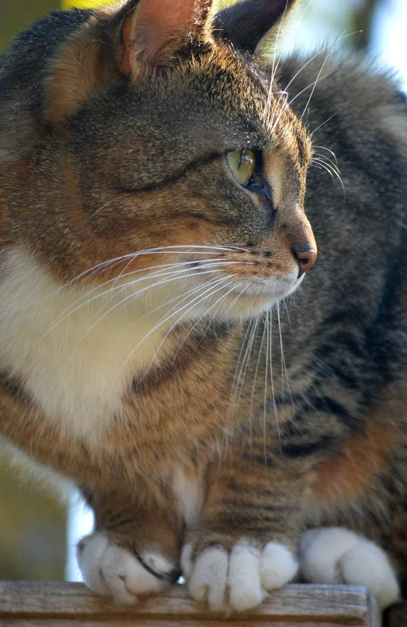 Captivating Feline Gaze: A Portrait of Curious Elegance
