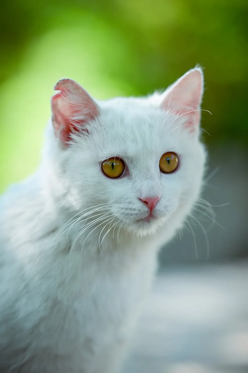 Enchanting White Cat with Golden Eyes in Nature's Embrace