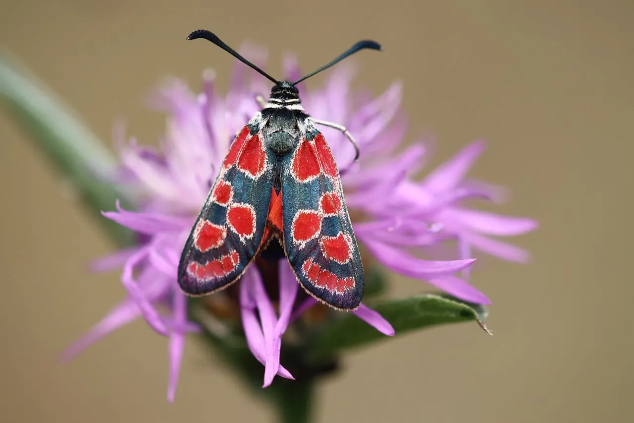 Vibrant Zygaena Butterfly on Purple Meadow Flower