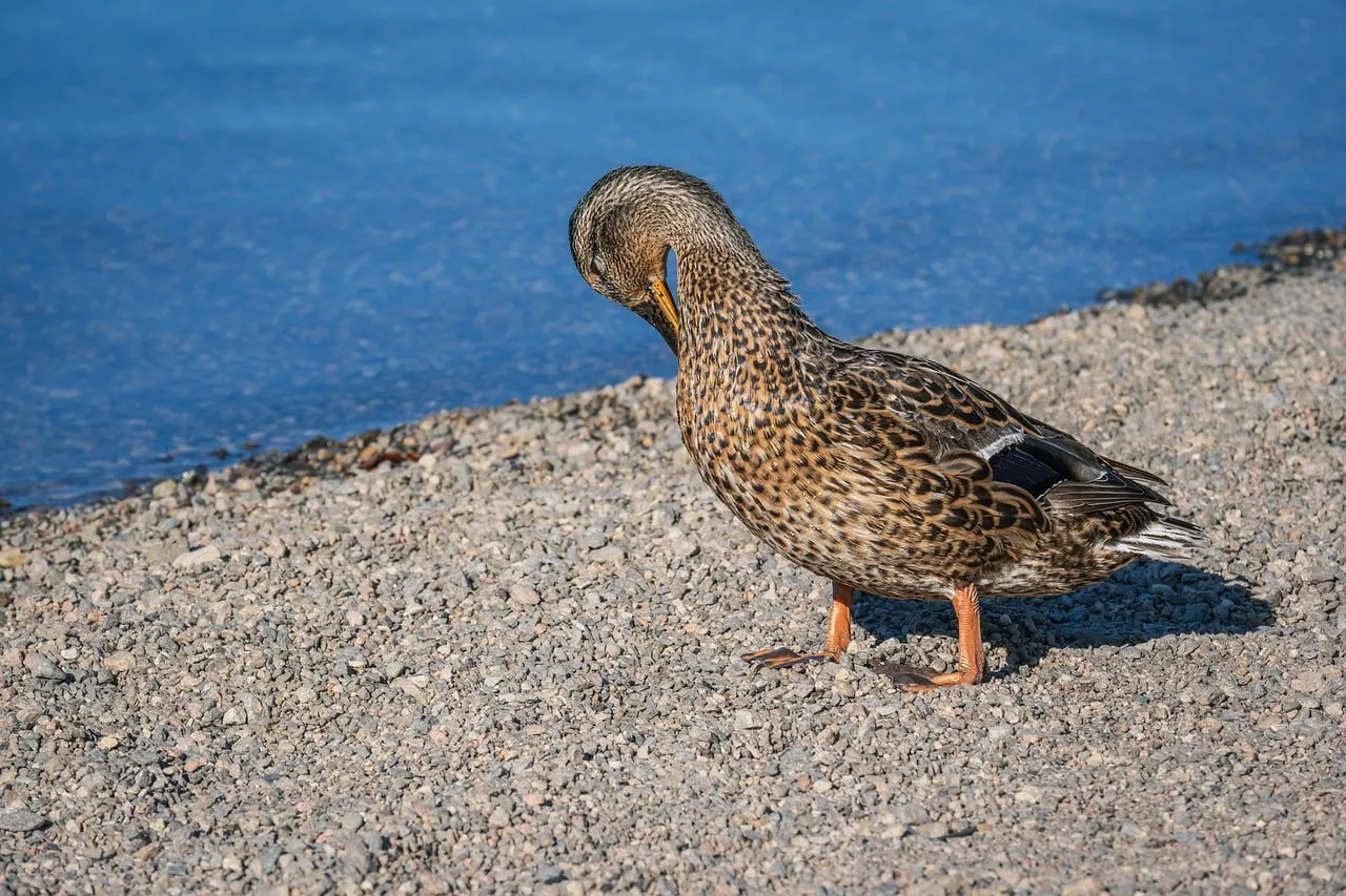 Serene Mallard Resting by Sunny Lake Shore