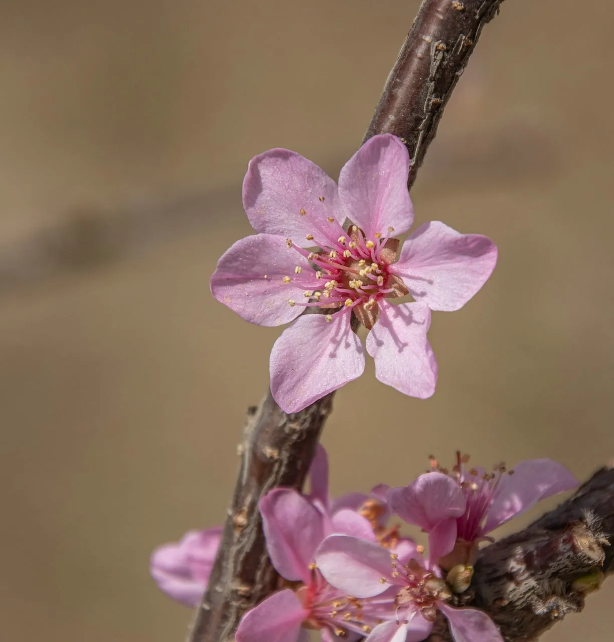 Exquisite Pink Plum Blossom Unveils Spring's Delicate Charm