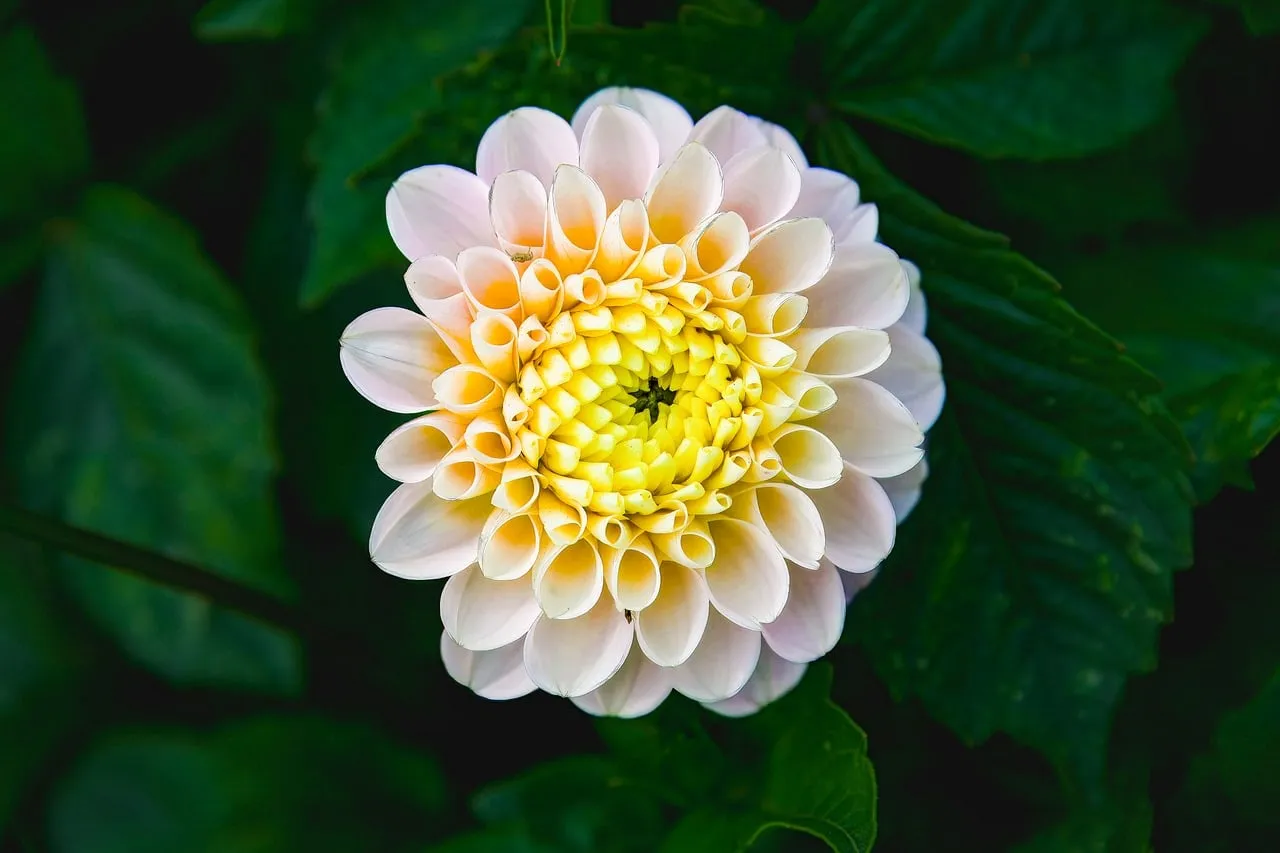 Stunning White & Yellow Dahlia Bloom: Nature's Macro Masterpiece