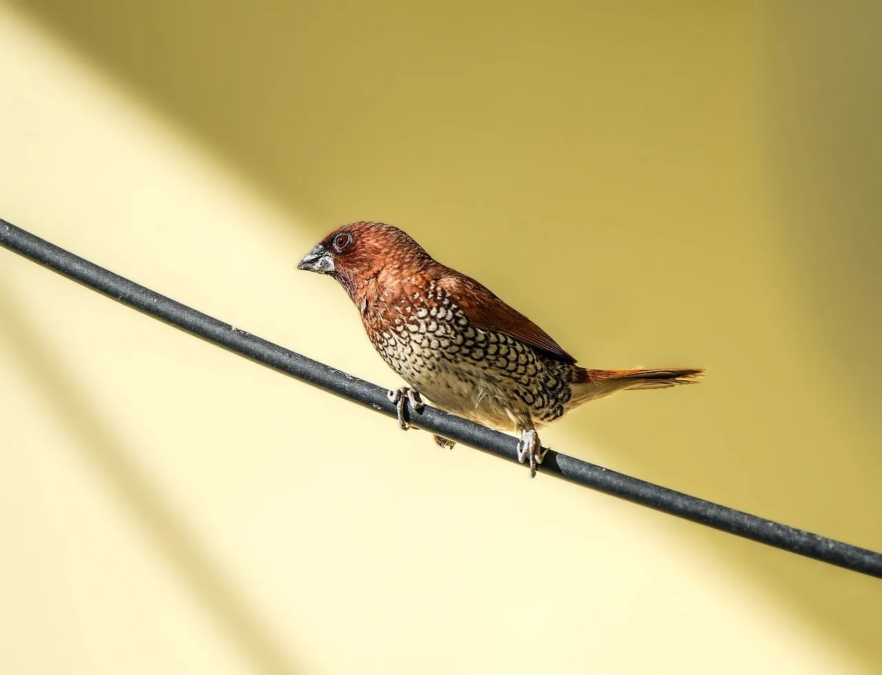 Vibrant Scaly-Breasted Munia Perched on Wire in Golden Sunlight