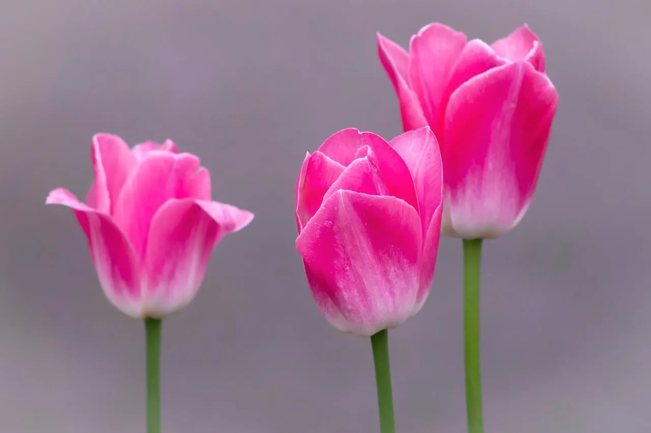 Vibrant Pink Tulips: Spring's Charming Blooms