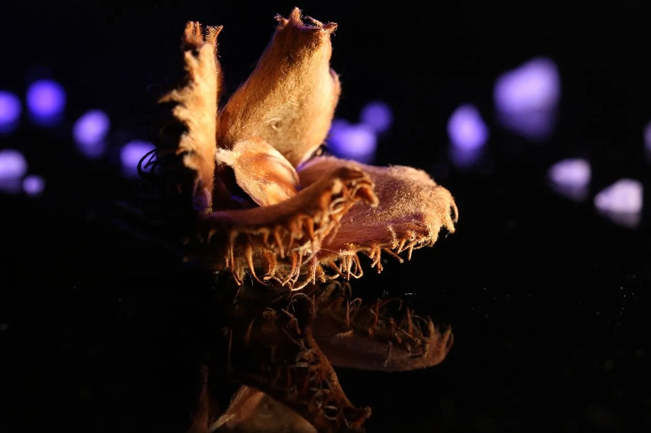 Mysterious Macro Autumn Husk with Ethereal Reflection