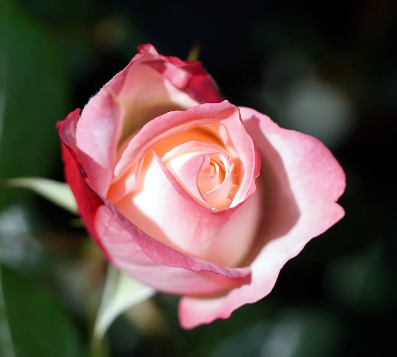 Stunning Pink Rose Macro: Nature's Delicate Beauty in 4K
