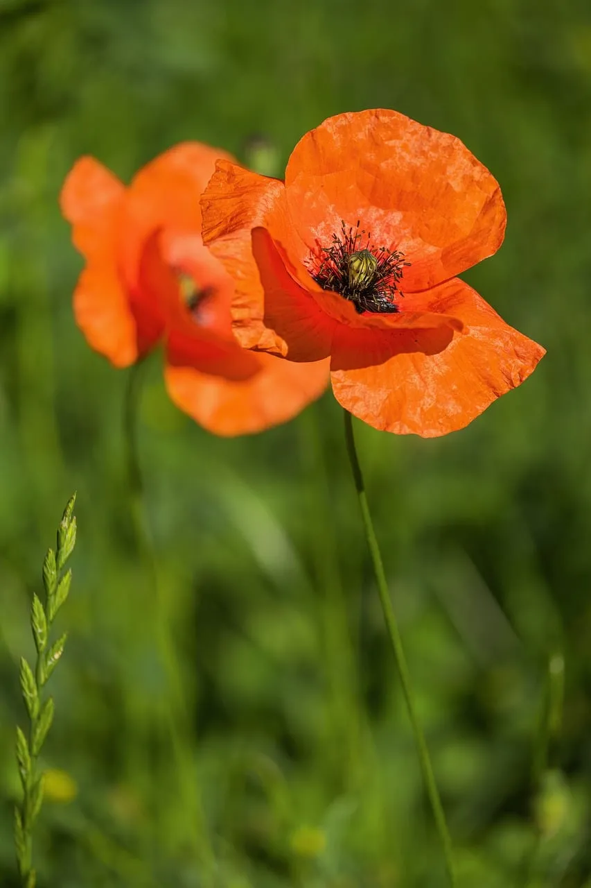 Vibrant Scarlet Poppies: A Close-Up of Nature's Spring Beauty