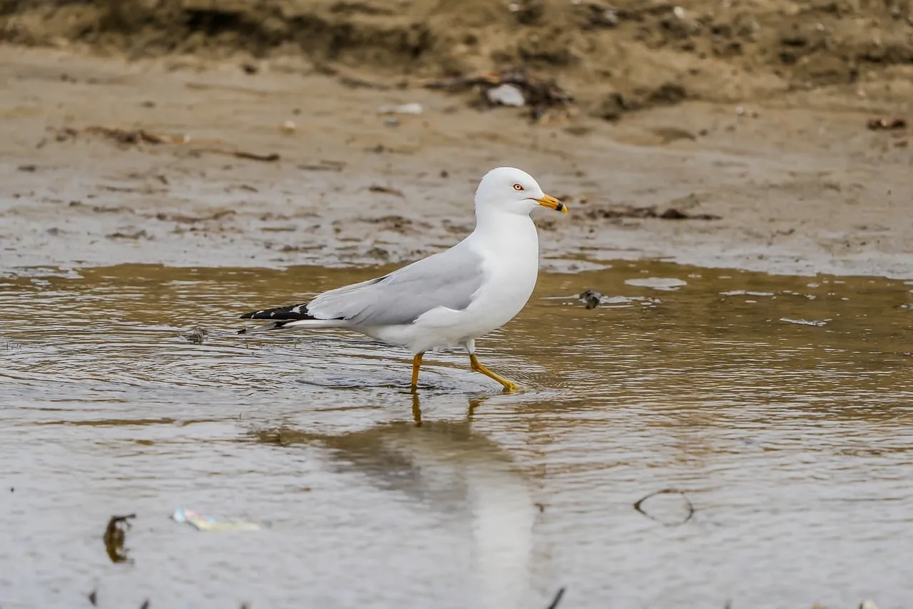 Graceful Gull Strolling in Serene Beach Waters