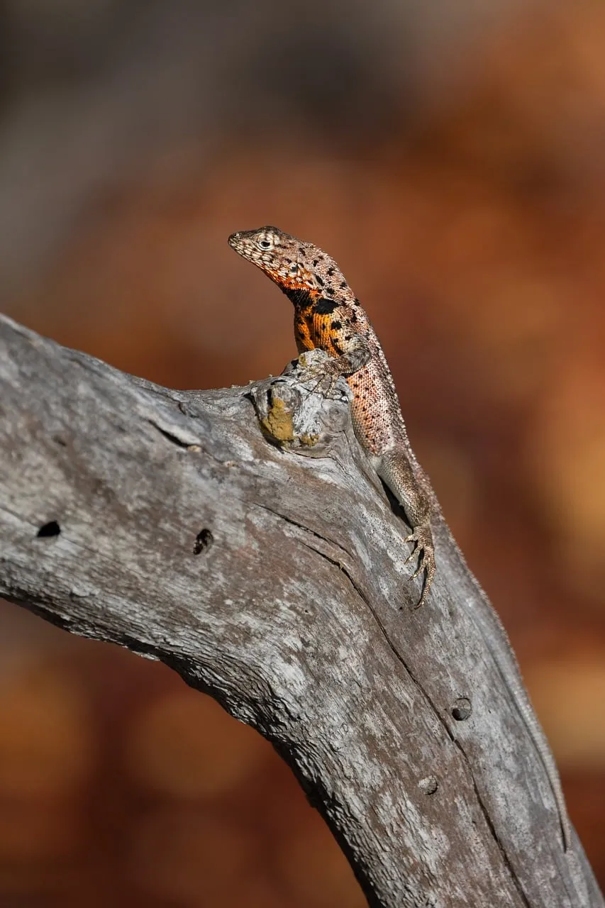 Vibrant Galapagos Lizard: A Glimpse of Isabela's Wild Beauty
