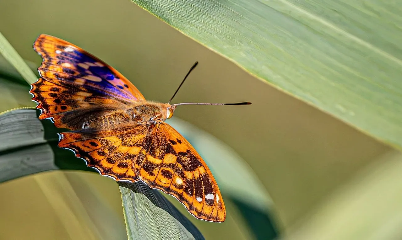 Vibrant Orange Butterfly: Macro Beauty in Nature's Embrace