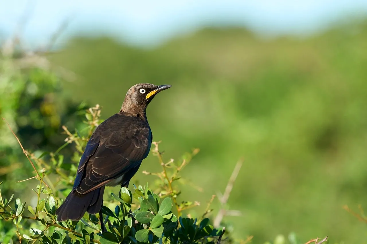 Stunning Wild Bird: Nature's Avian Gem in Summer