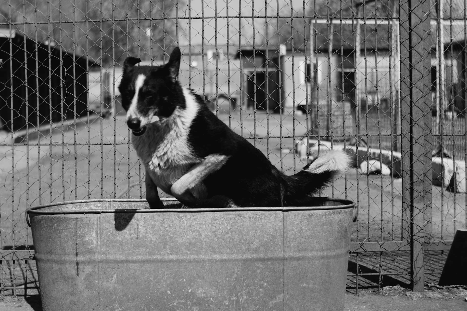Charming Border Collie Bathtime Fun: Black and White Serenity