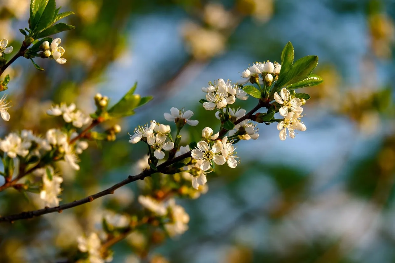 Stunning White Spring Blossoms on a Branch
