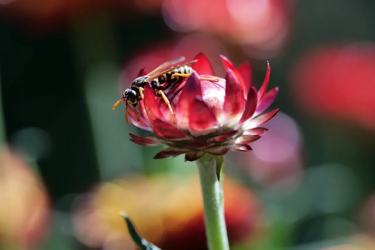 Vibrant Wasp on Red Flower: A Macro Summer Delight