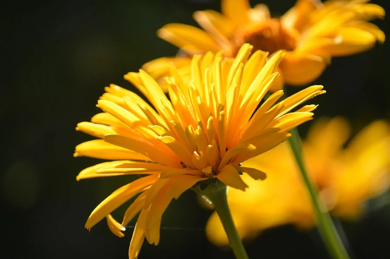 Radiant Heliopsis: Summer's Golden Bloom in Soft Light