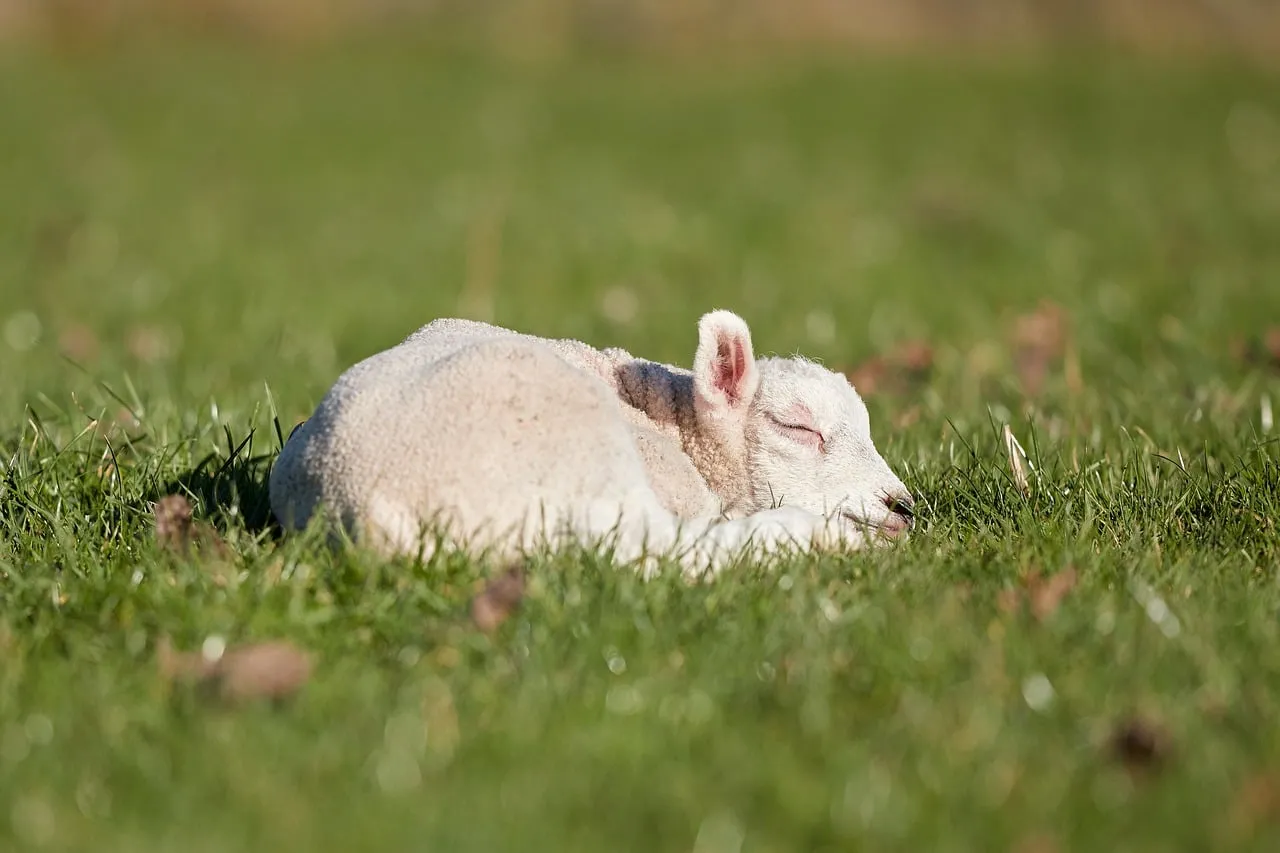 Serene Slumber: Adorable Lamb Napping in Spring Meadow