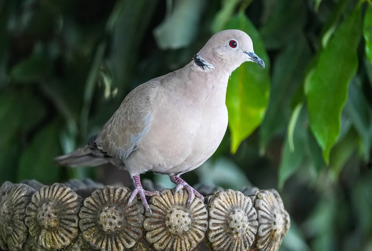 Serene Dove: Symbol of Peace in Nature